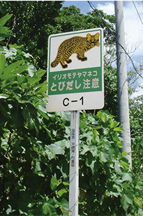 西表島 道路状況 画像2