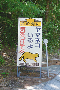 西表島 道路状況 画像3
